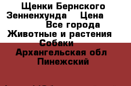 Щенки Бернского Зенненхунда  › Цена ­ 40 000 - Все города Животные и растения » Собаки   . Архангельская обл.,Пинежский 